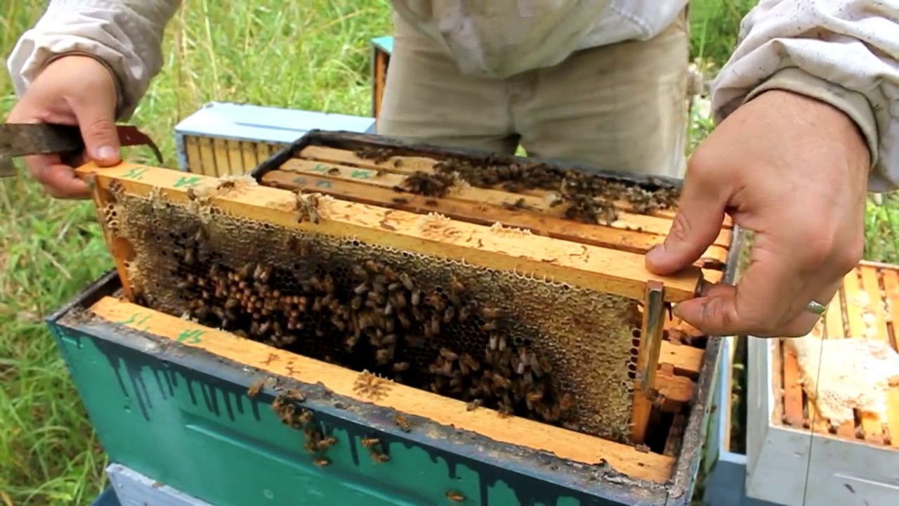 Harvesting 109 POUNDS of RAW HONEY!