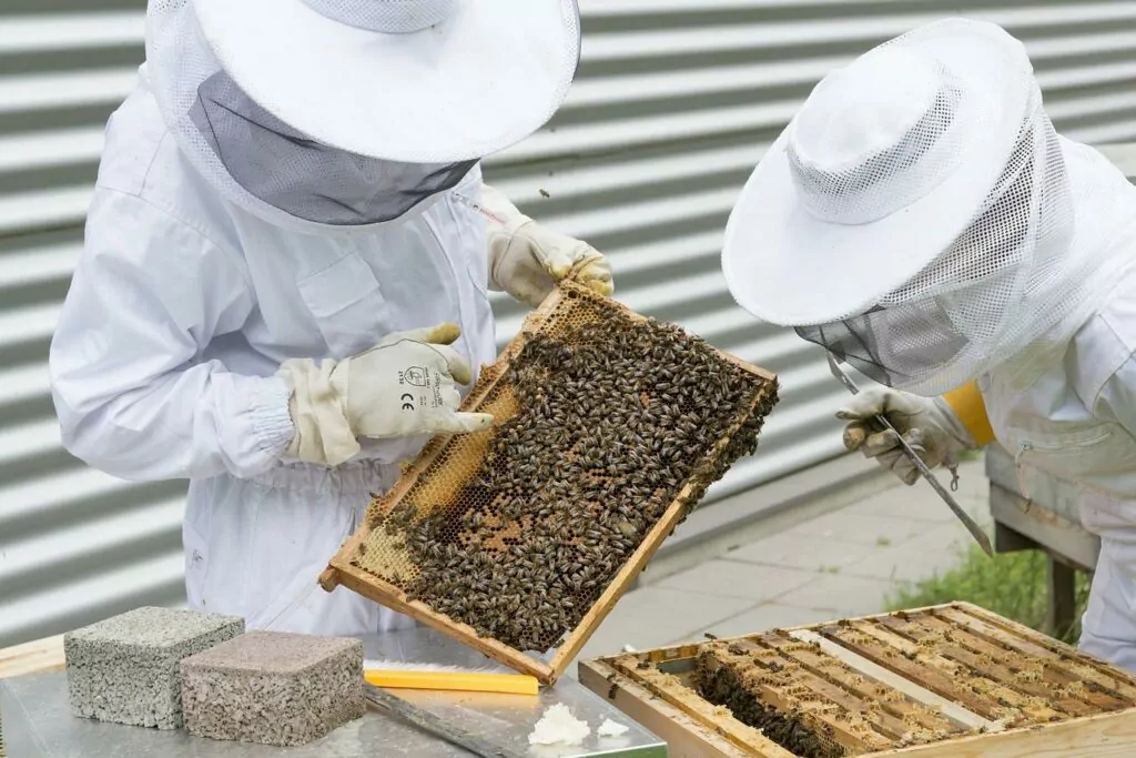 beekeeper outfit 