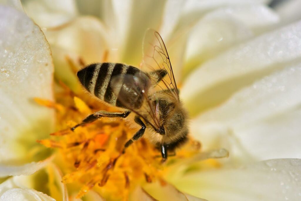 types of honey 