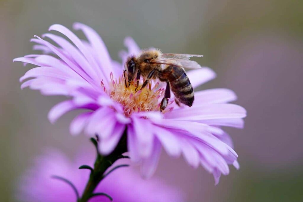 wildflower honey 
