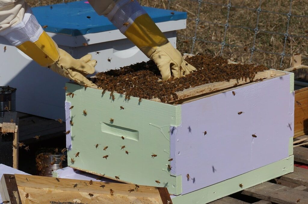 bee keeping, hive, honey bees
