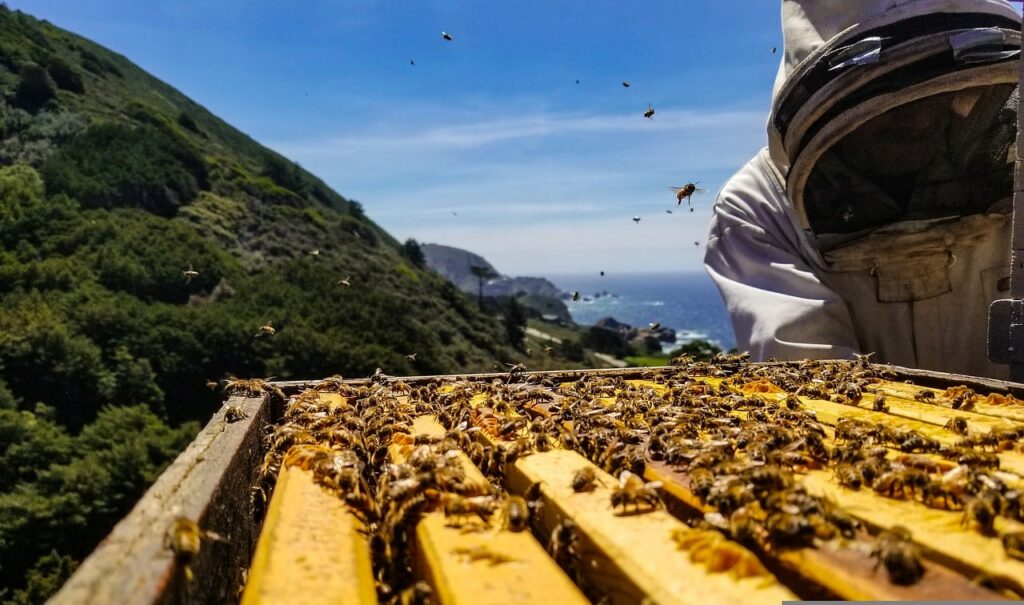 bee keeping, honey bees
