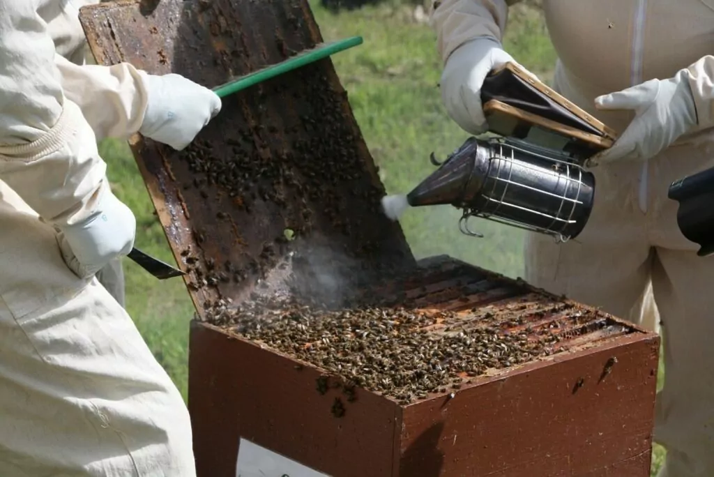 Smoking a bee hive