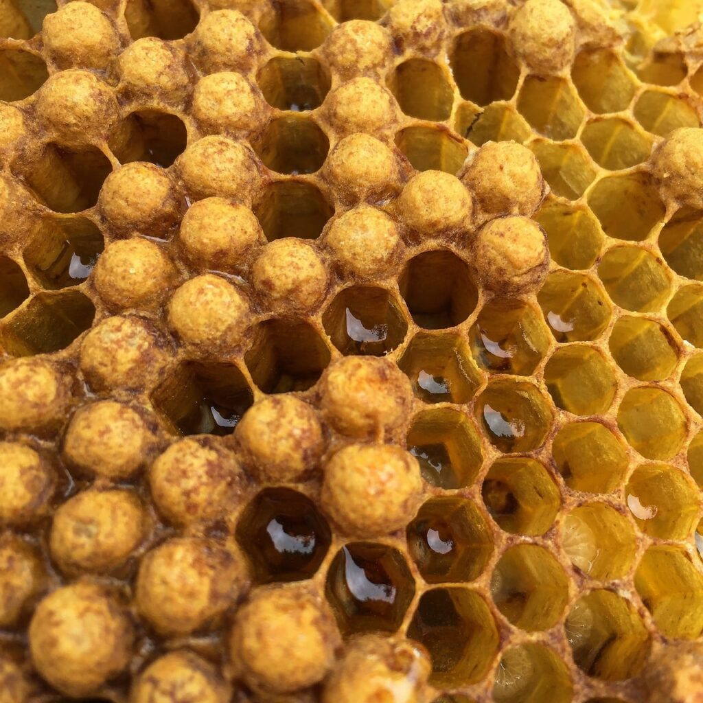 How do bees make wax - Honeycomb cells