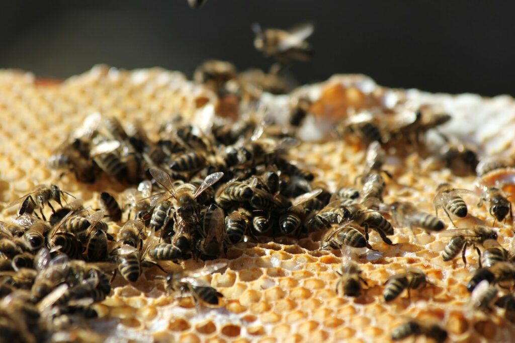 bees, honeycomb, beekeeping-3635083.jpg