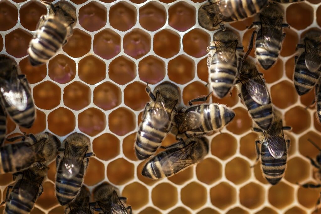 Bees use beeswax to make honeycomb