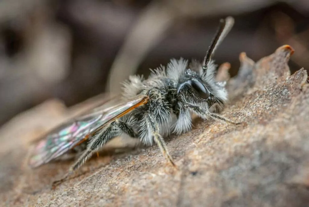 Ground Bees