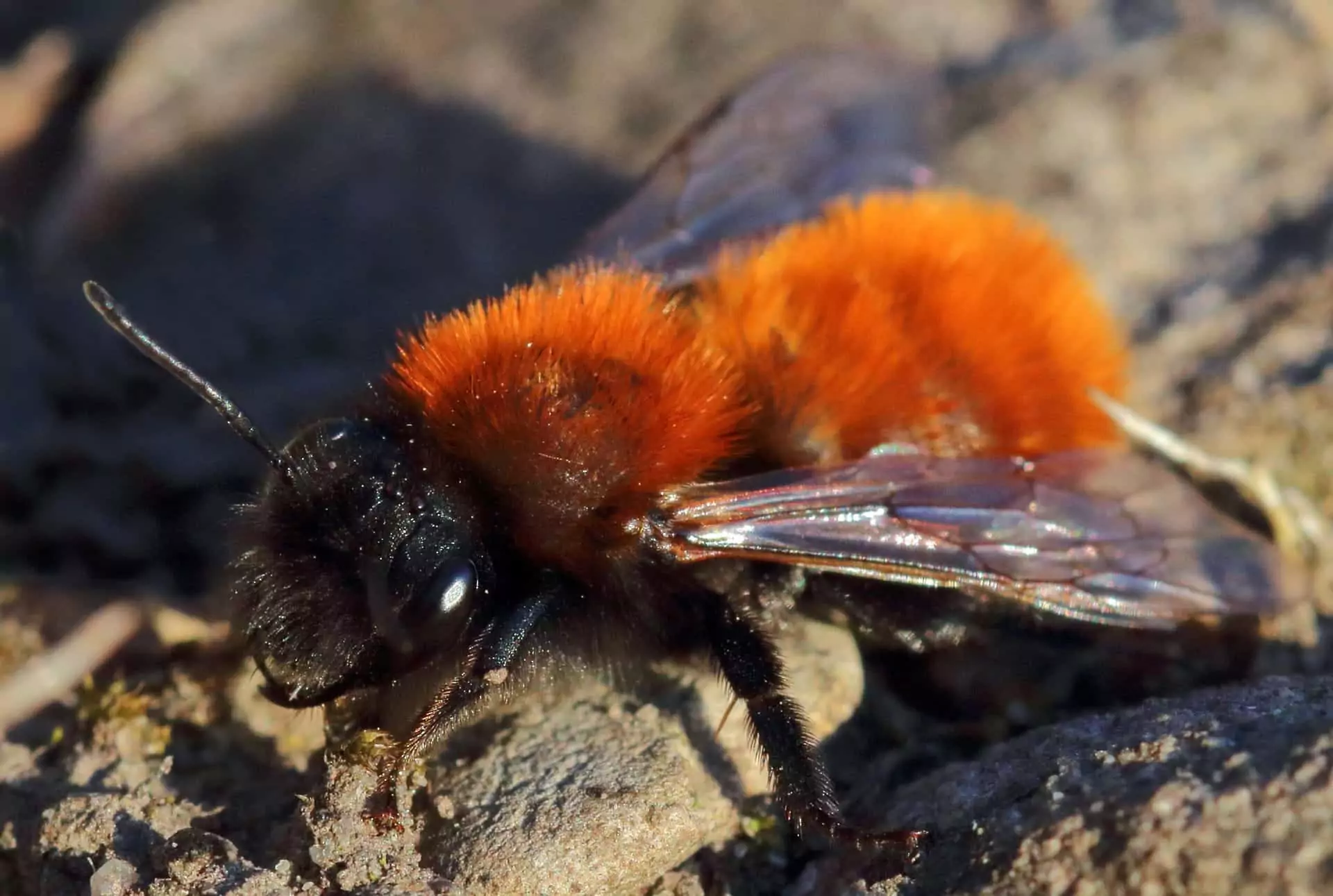 Ground Bees: A Quick Guide to Digger and Miner Bees - Beautiful Bees