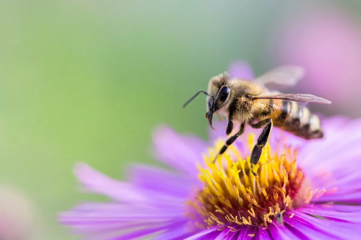 A Beginner’s Guide On Where To Buy Bees