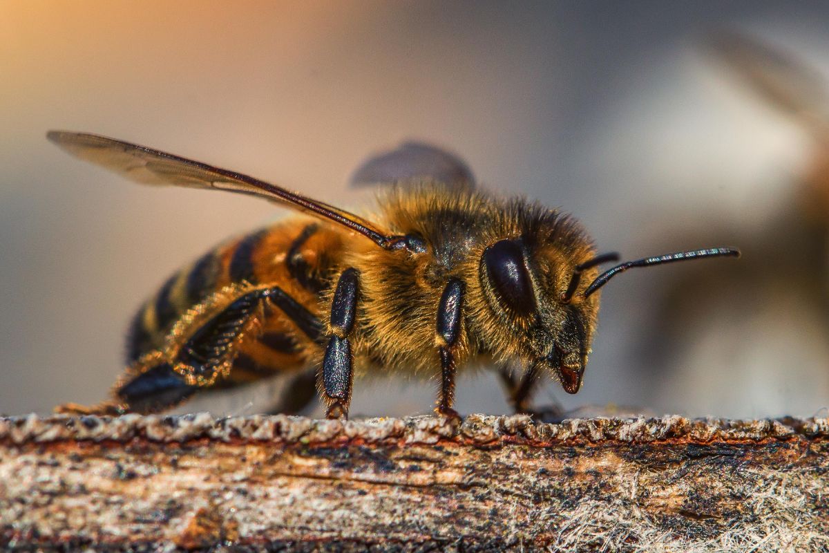 A Beginner’s Guide On Where To Buy Bees