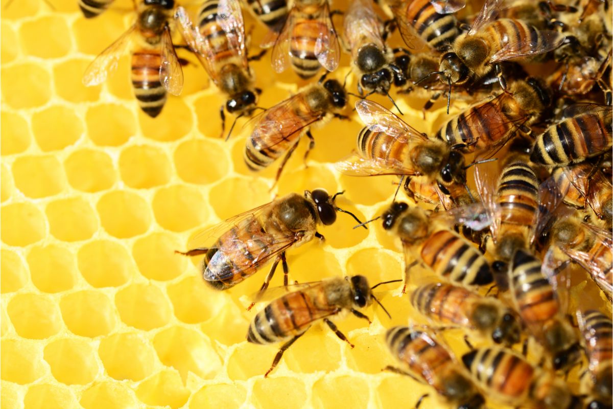 A Beginner’s Guide On Where To Buy Bees