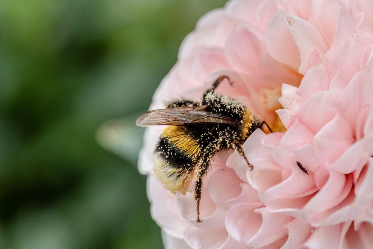 A Beginner’s Guide On Where To Buy Bees