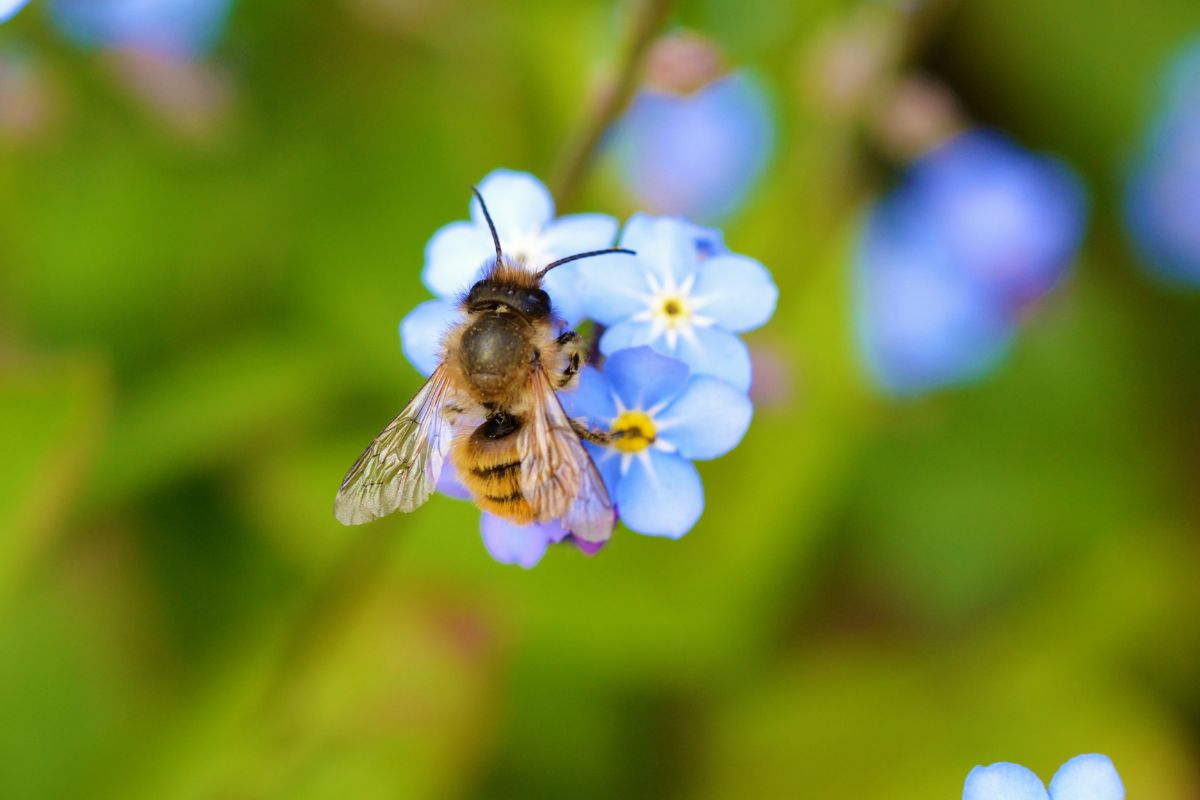 Are Honey Bees Attracted To Light?