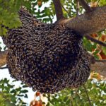 The Buzz About Bee Swarms: Understanding and Handling Them