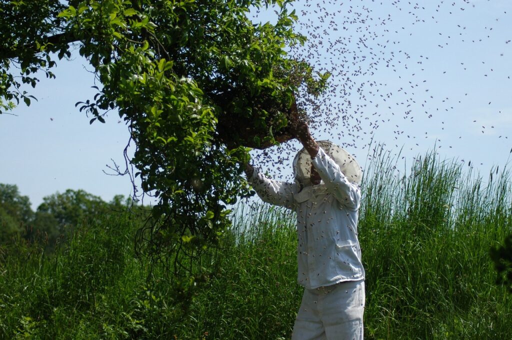 swarm of bees leaving tree
