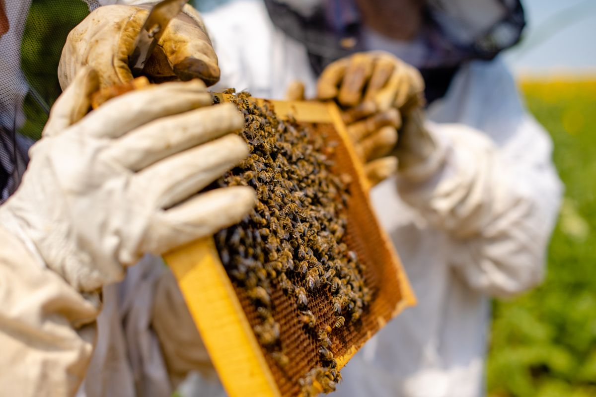 Best Beekeeping Gloves