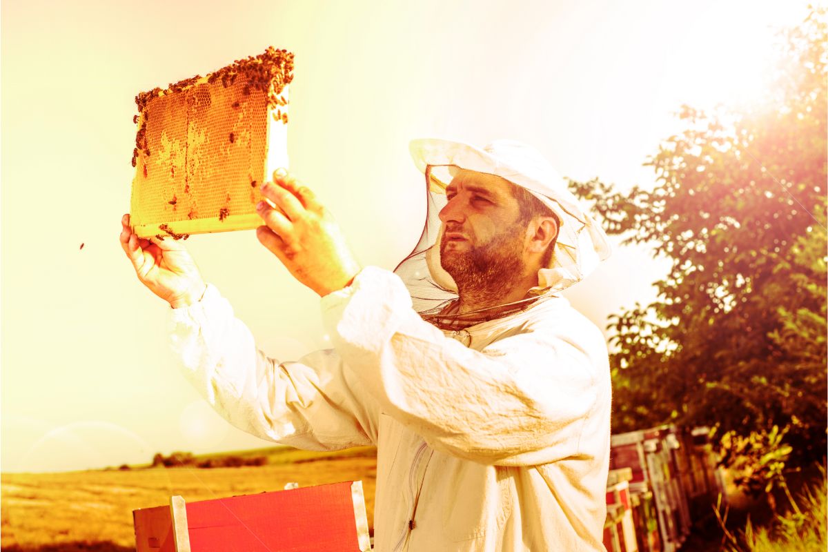 Best Beekeeping Starter Kits By Budget (1)