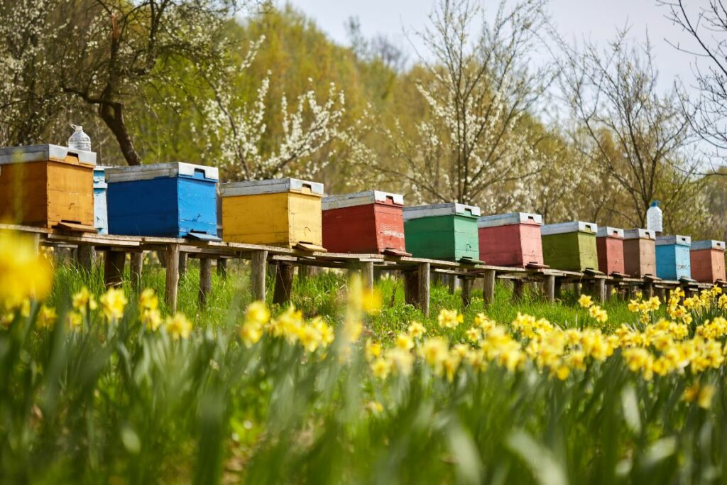 Best Paint For Bee Hives