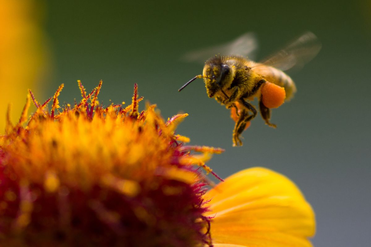 Best Plants For Honey Bees