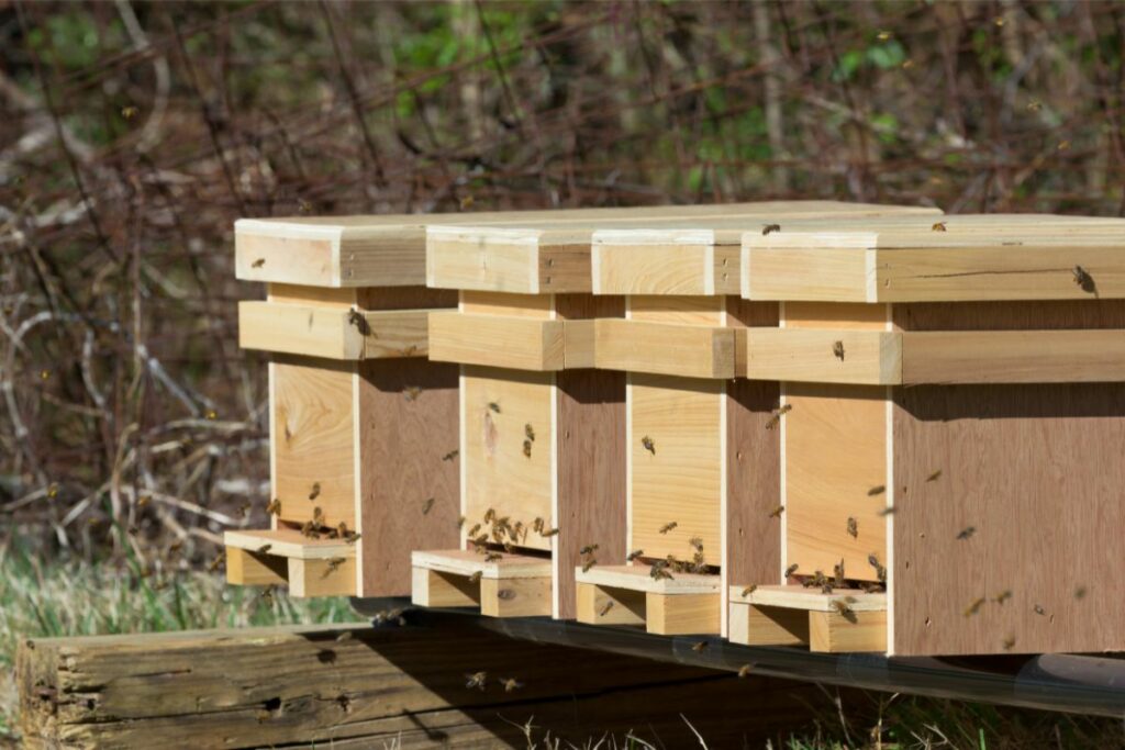 Different Types Of Beehives