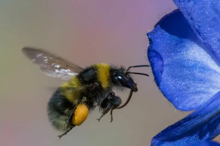 Do Bumble Bees Sting?