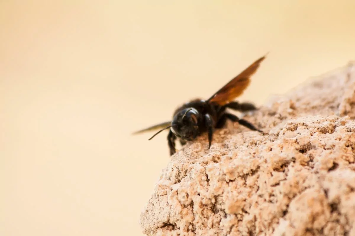 Do Carpenter Bees Sting (1)