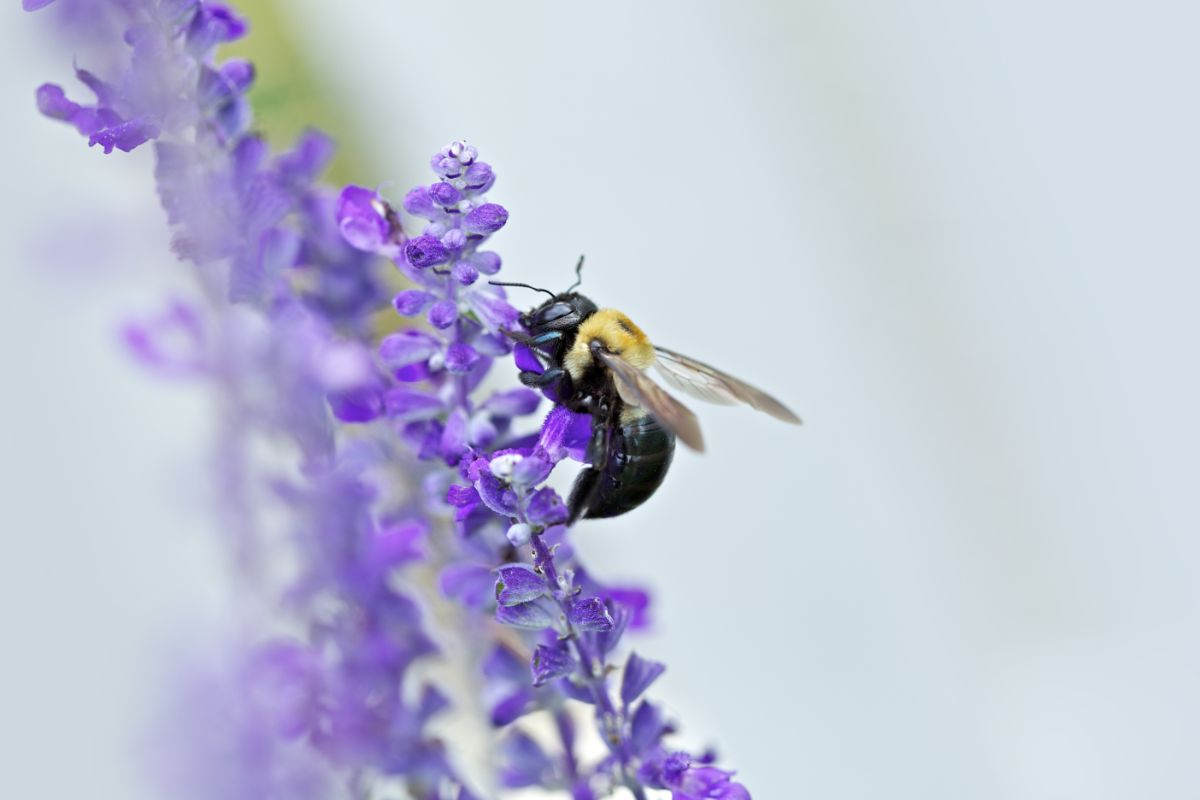 Do Carpenter Bees Sting