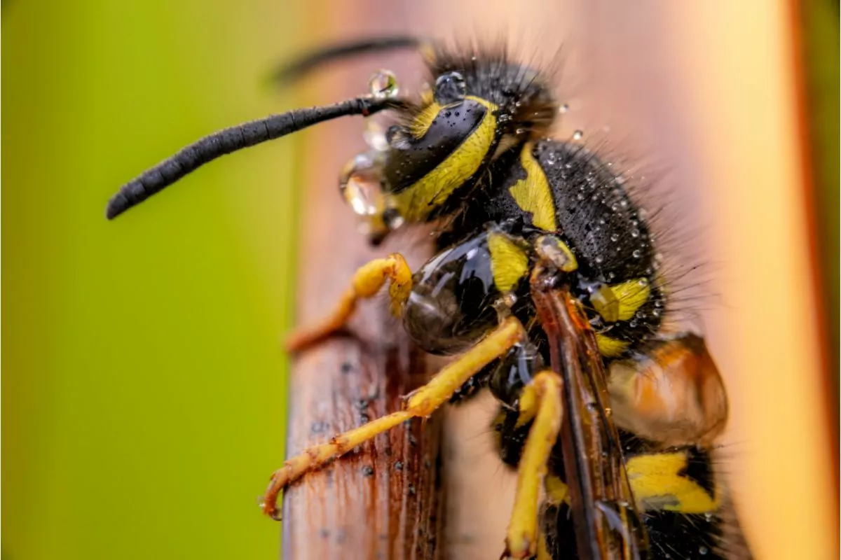 Do Yellow Jackets Leave A Stinger?