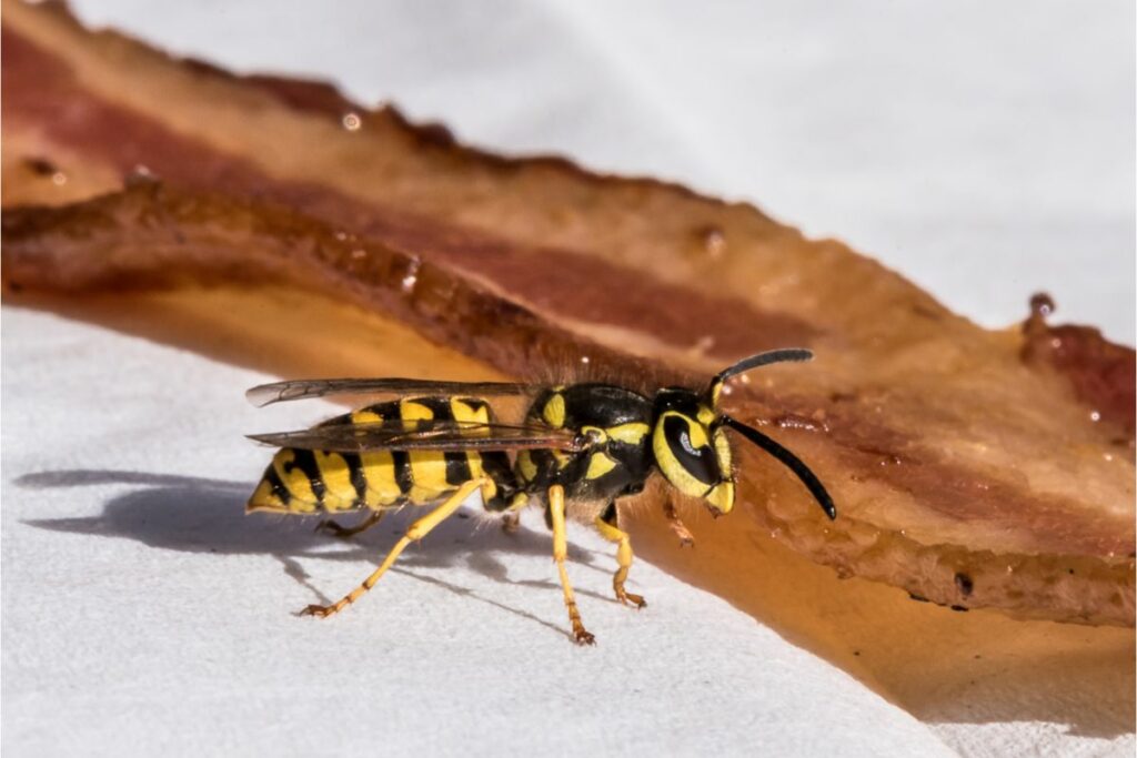 Do Yellow Jackets Leave A Stinger