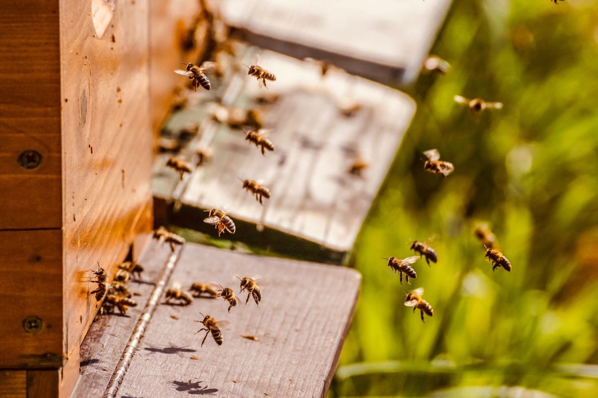 How do I collect honeycomb from my Flow Hive Hybrid?