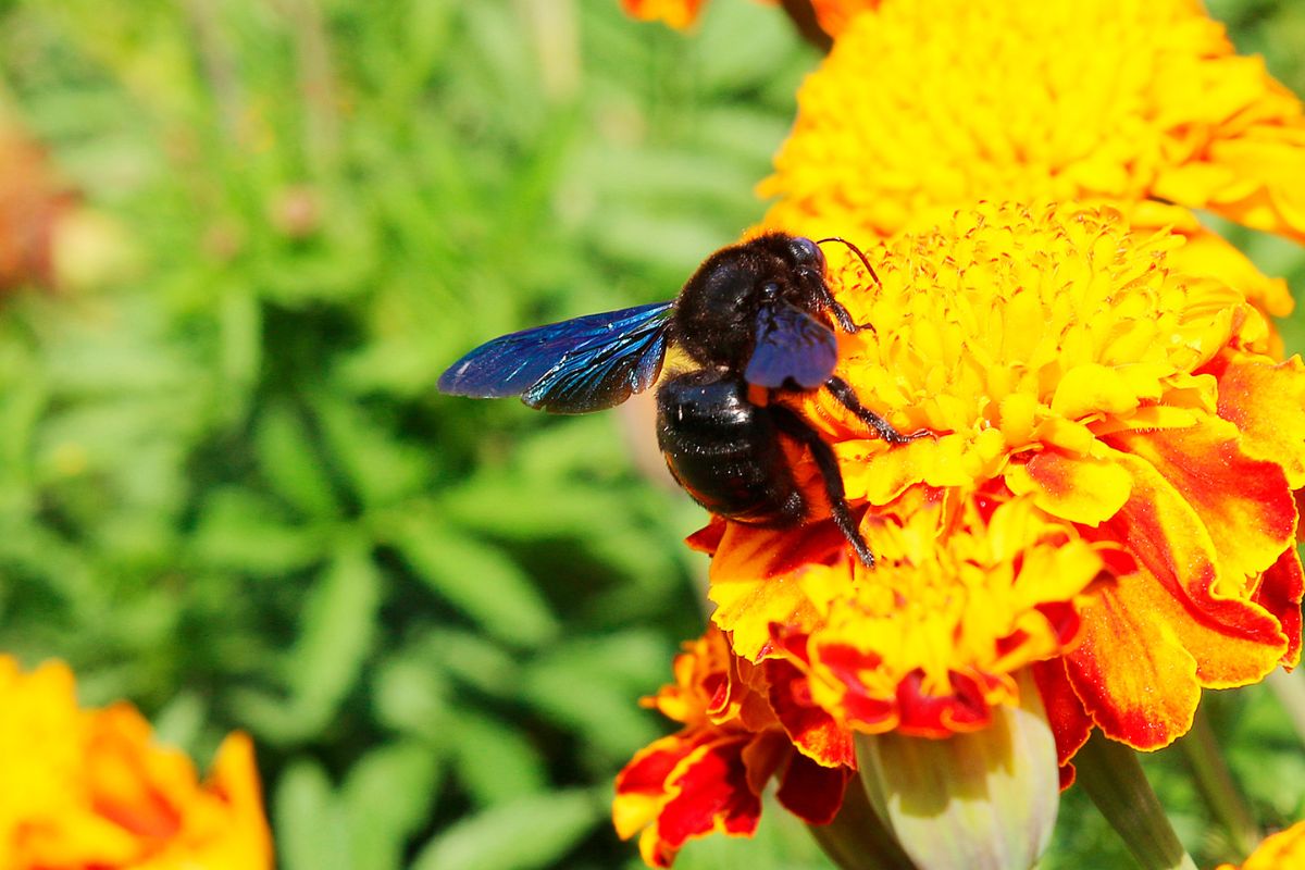 How Can You Spot The Honey-Bee Vs. The Carpenter Bee (1)