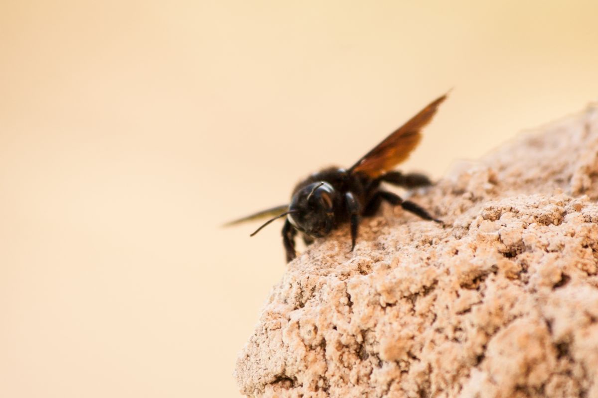 How Can You Spot The Honey-Bee Vs. The Carpenter Bee