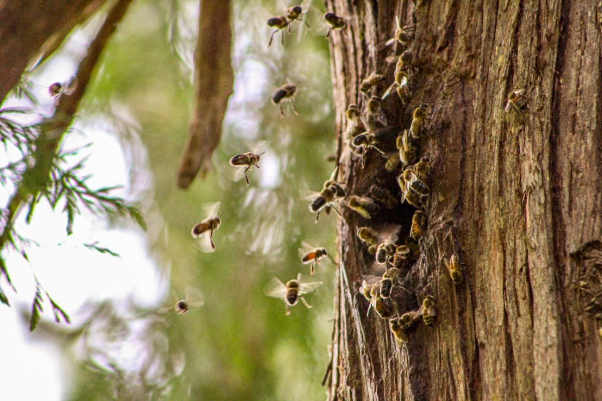 How Do Fuzzy-Legged Leafcutter Bees Build Their Nests?