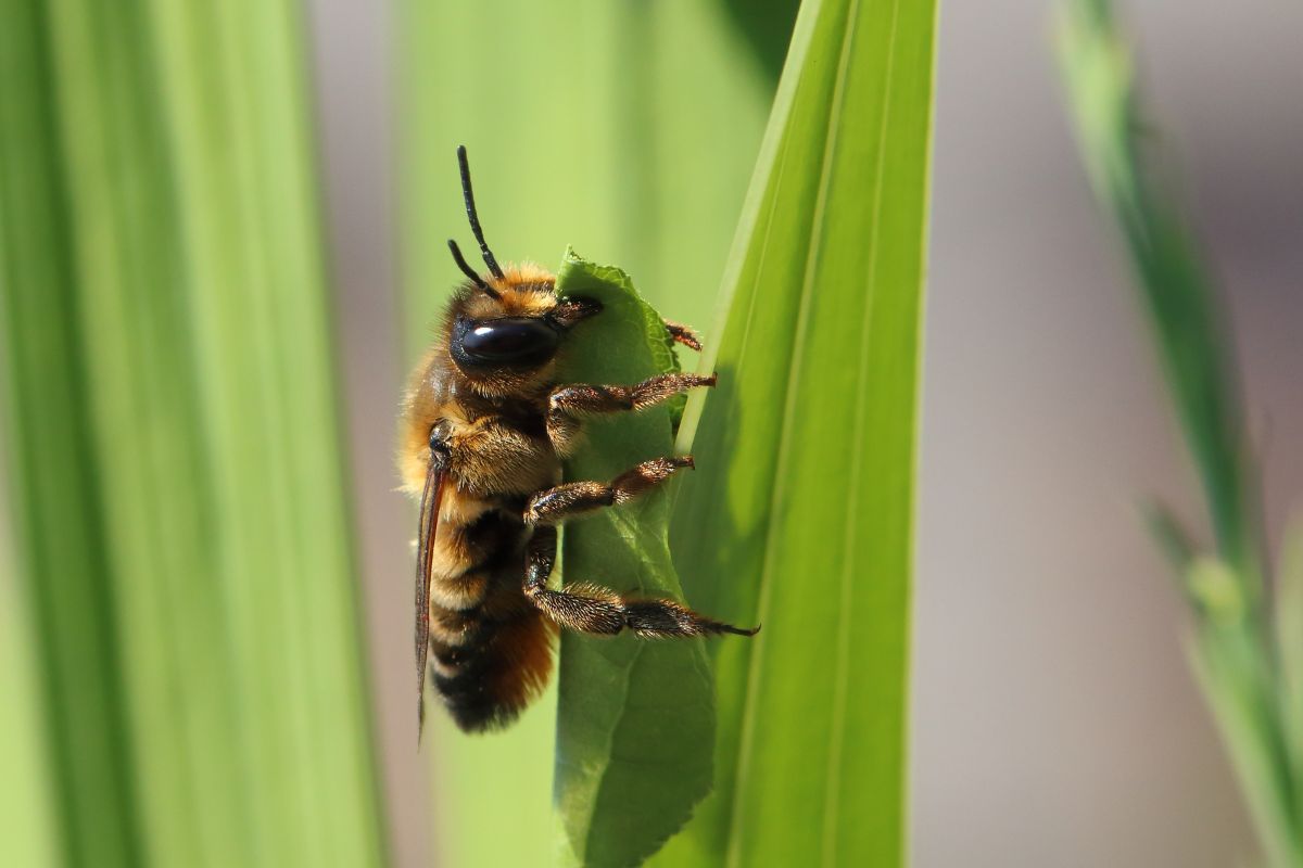 How Do Fuzzy-Legged Leafcutter Bees Eat?