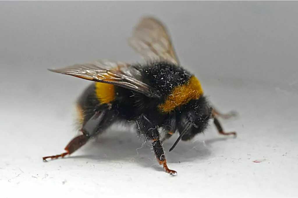 How Long Do Bees Live?