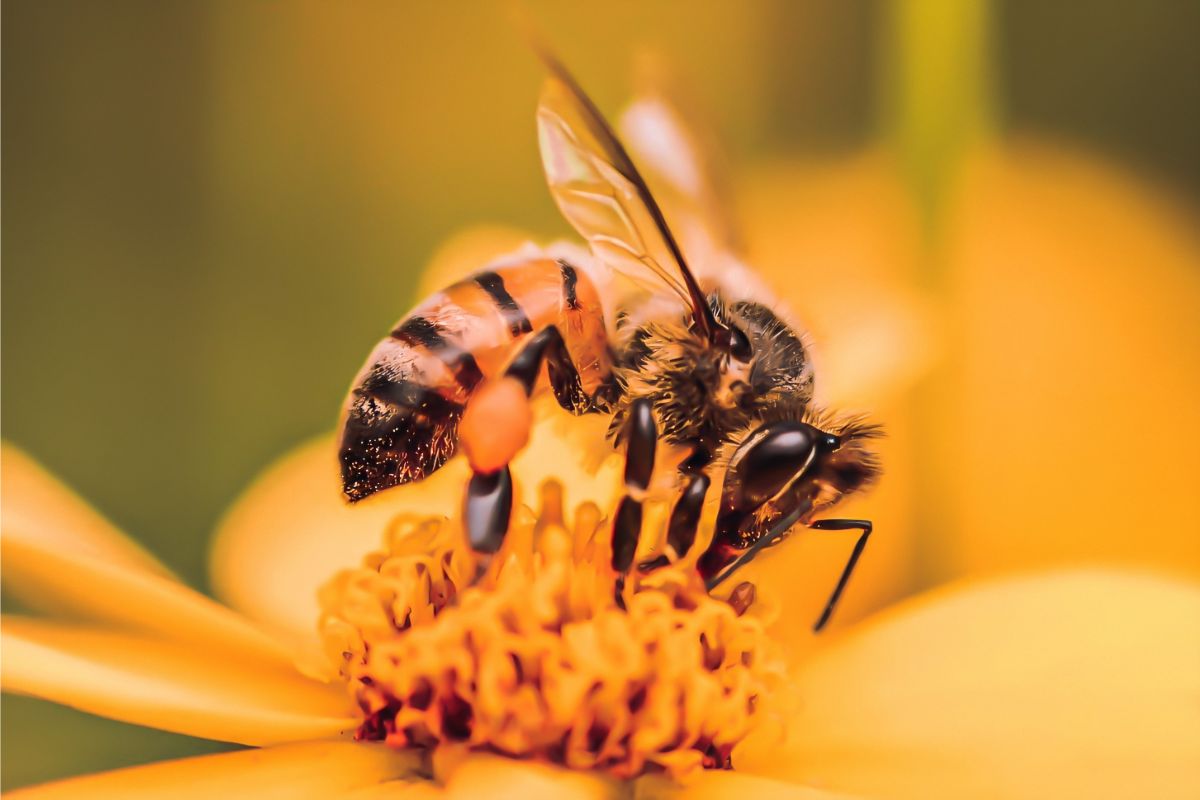 How The Mason Bee Pollinates