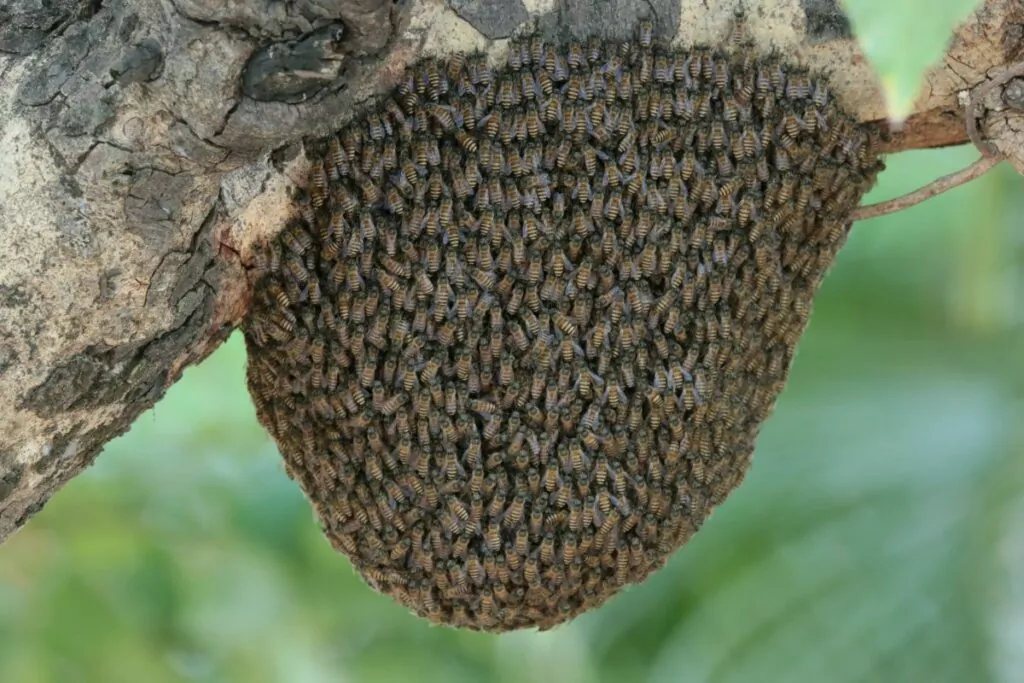 How To Get Rid Of A Beehive