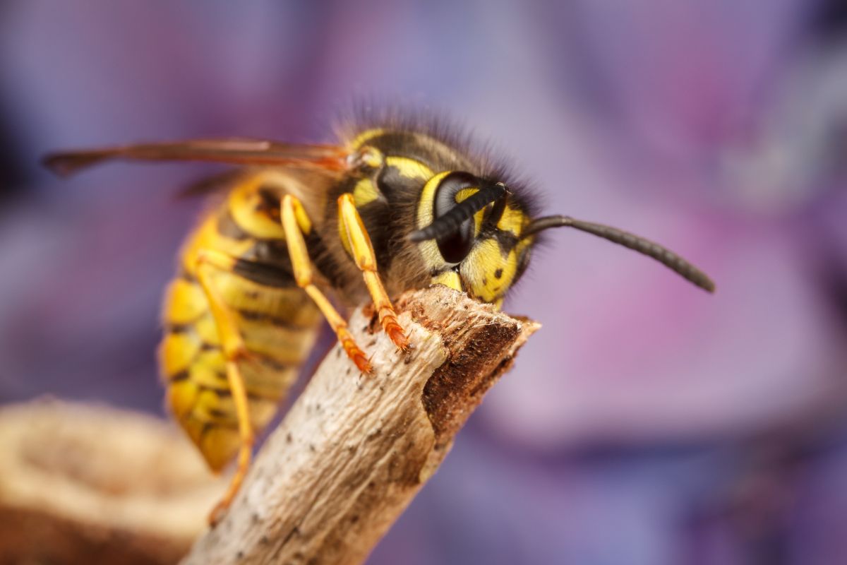 How To Get Rid Of Yellow Jackets Naturally