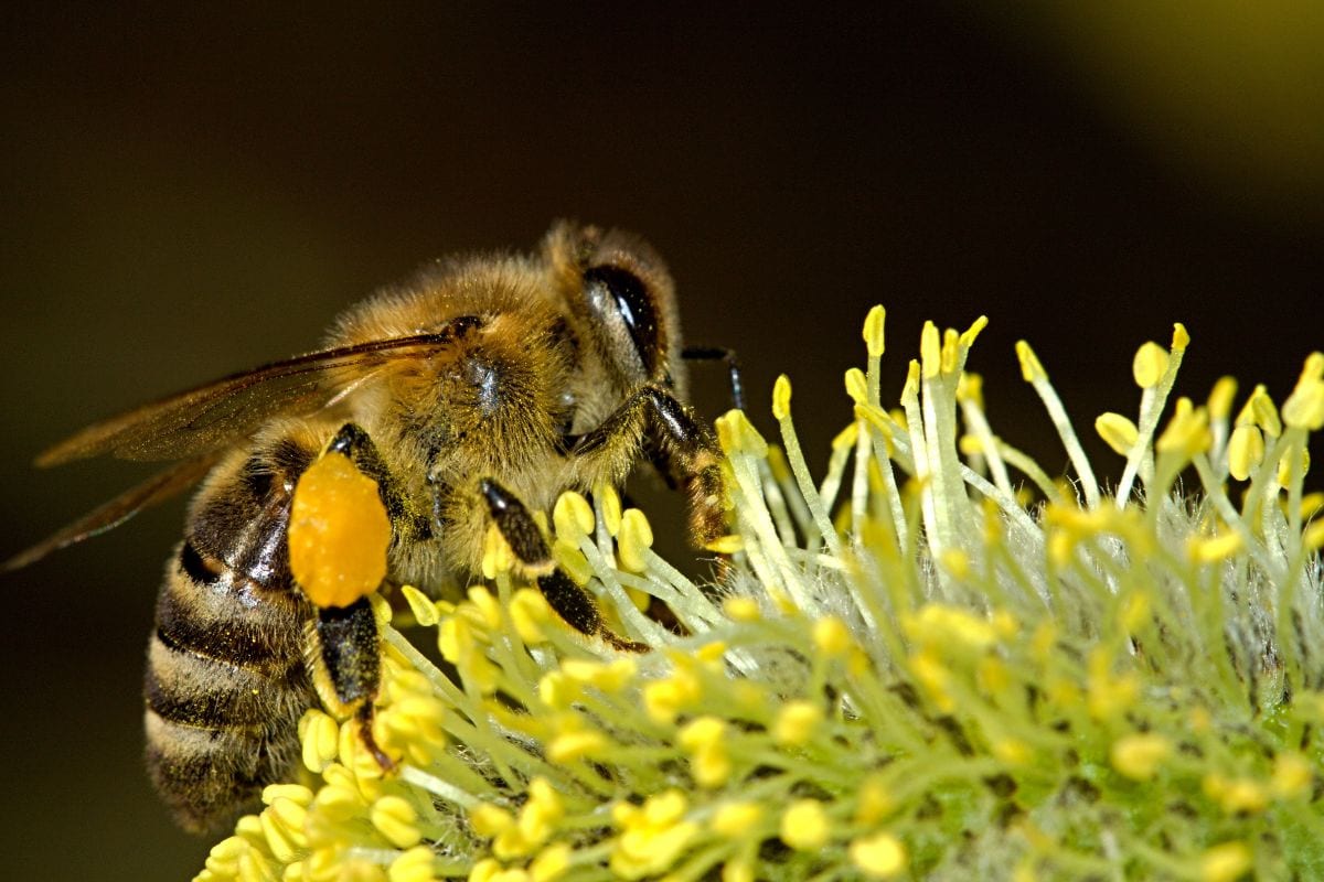 How To Remove Bee Stinger