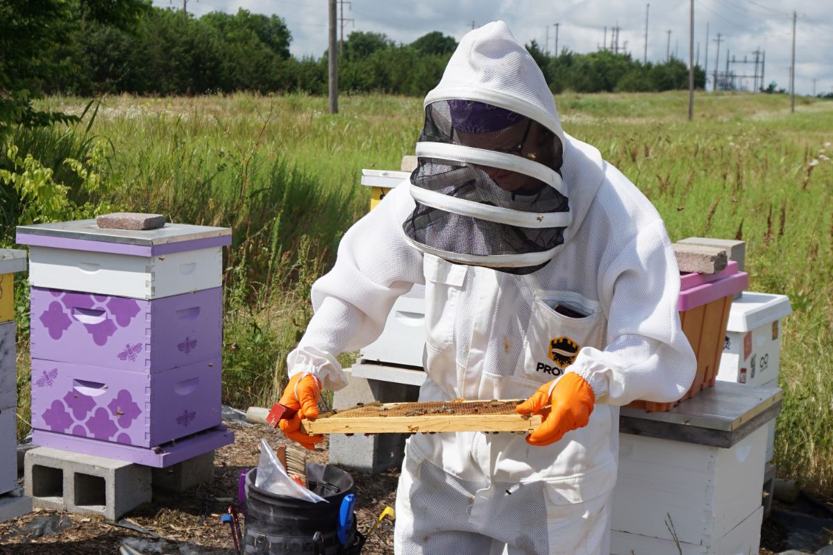 How To Start Beekeeping Everything You Need to Know (1)