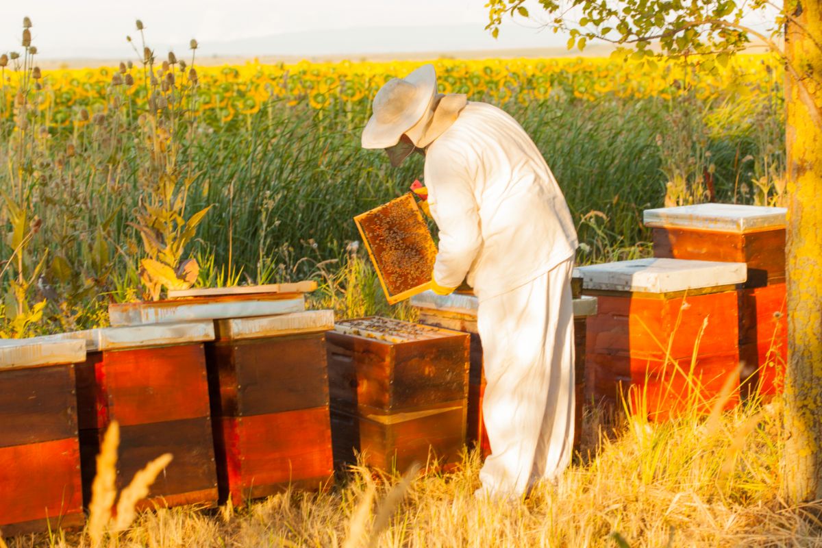 How To Start Beekeeping Everything You Need to Know