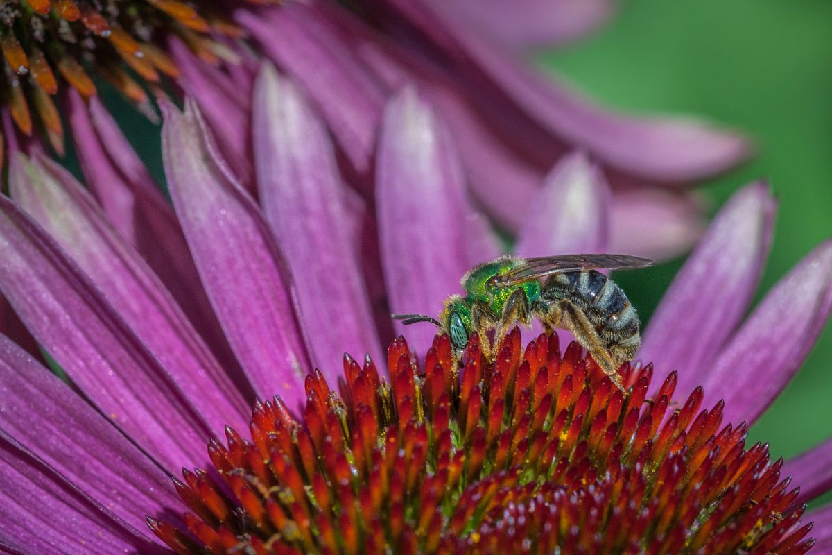 Life Cycle and Behavior Of The Metallic Green Bee