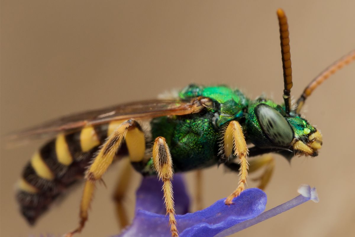 Physical Characteristics Of The Metallic Green Bee