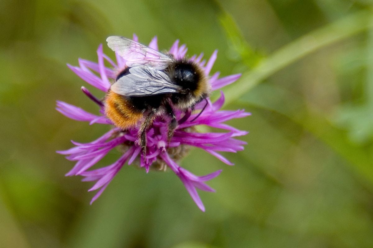 Picking The Best Clover For Honey Bees; Best Species Of Clover