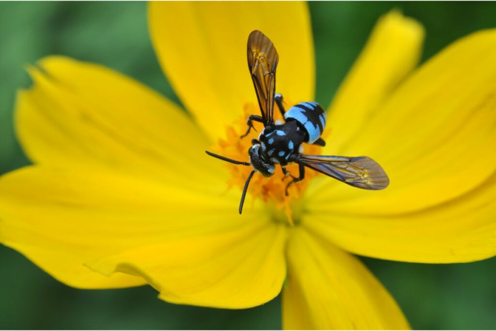 Species Breakdown: Cuckoo Bee [Holcopasites Calliopsidis]