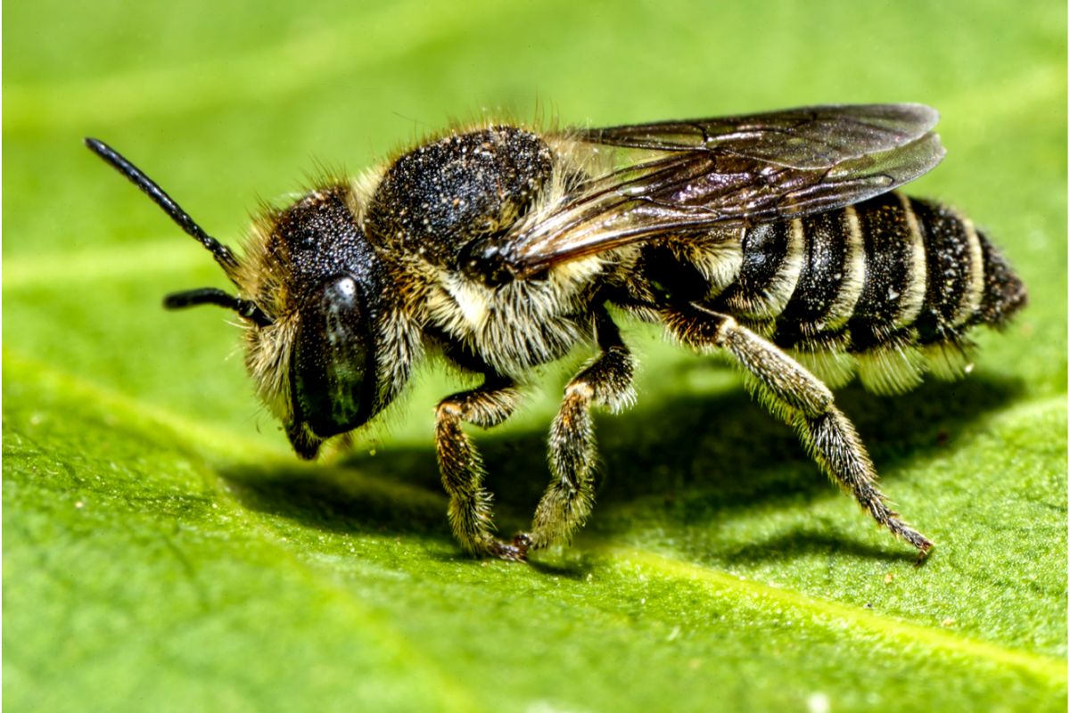 Species Breakdown: Fuzzy-Legged Leafcutter Bee [Megachile Melanophaea]