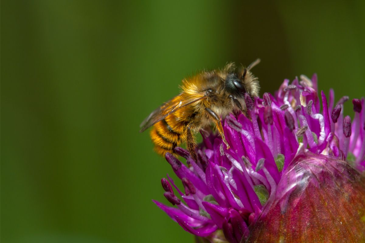 Species Breakdown: Mason Bee [Heriades sp, Neotrypetes]