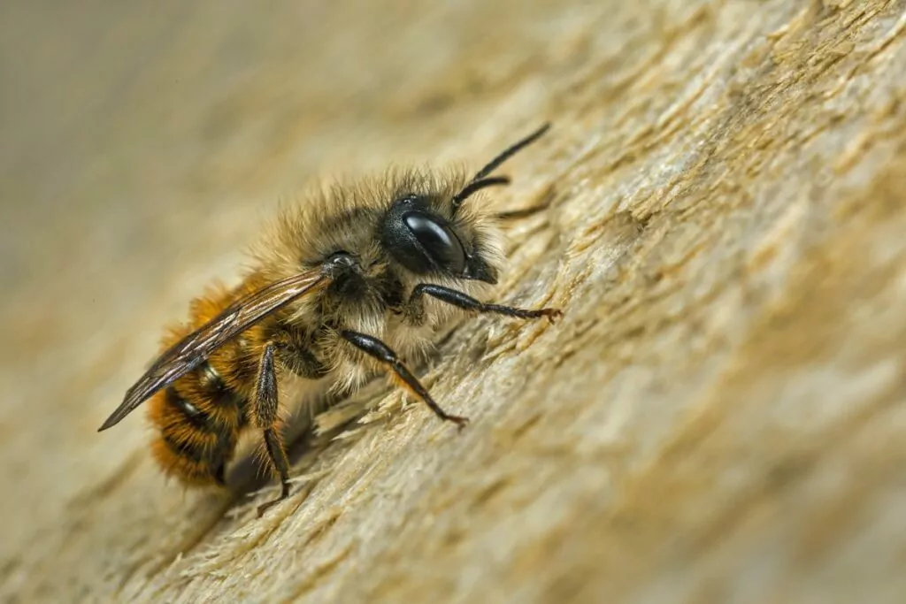 The Mason Bee Physicality