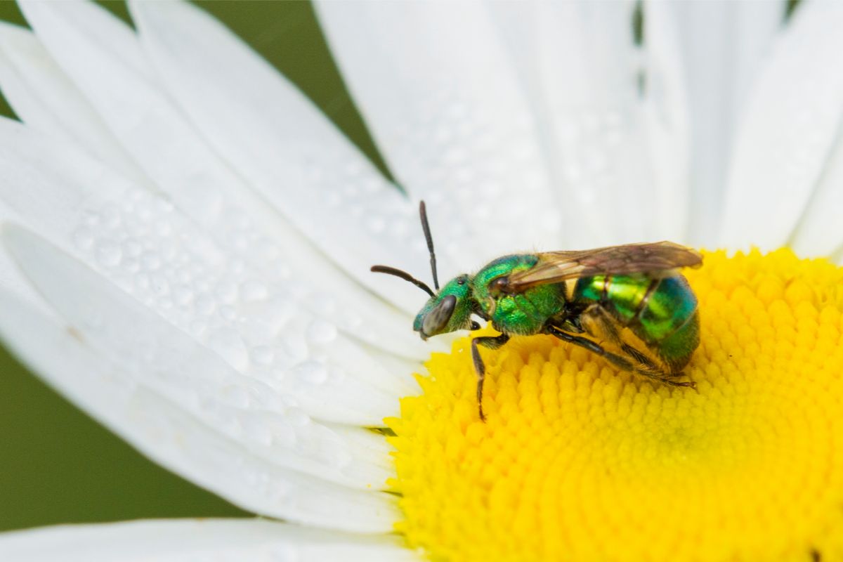 Species Breakdown: Metallic Green Bee [Augochloropsis Metallica]