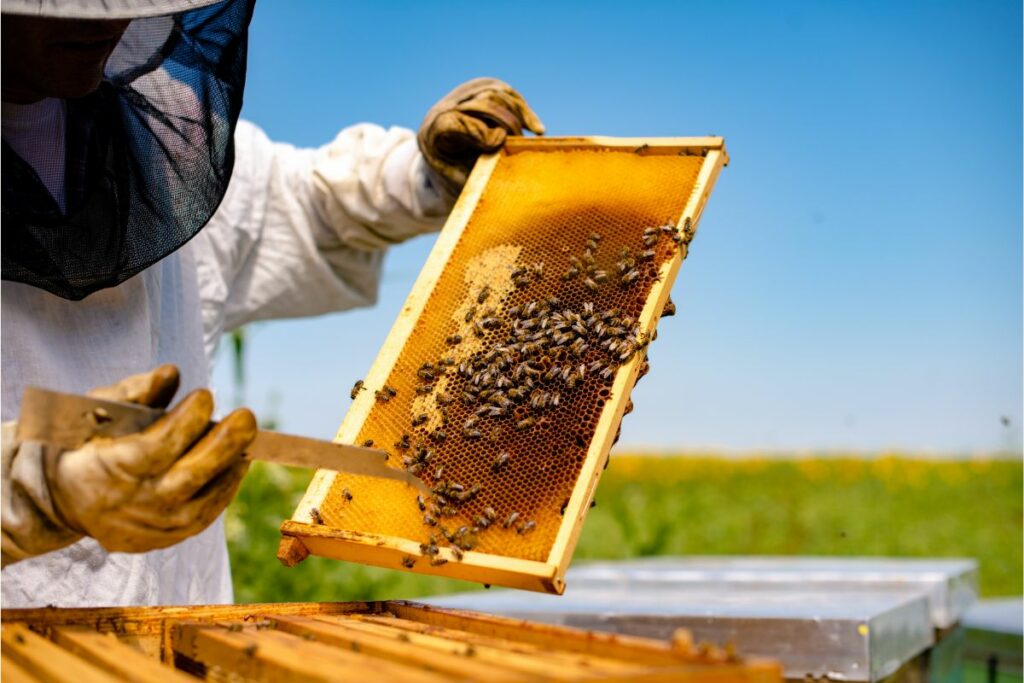 Starting Costs for Beekeeping: A Beginner’s Guide